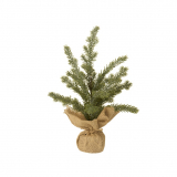 Zedernbaum mit Jutetopf