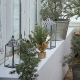 Zedernbaum mit Jutetopf