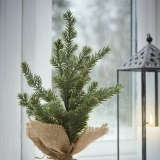 Zedernbaum mit Jutetopf